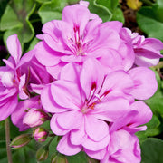 Ivy Geranium Seeds