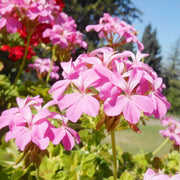 Ivy Geranium Seeds