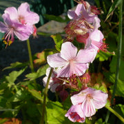 Macrorrhizum Geranium Seeds