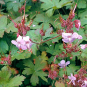 Macrorrhizum Geranium Seeds