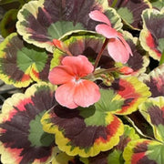 Mixed Variegated Geranium Seeds