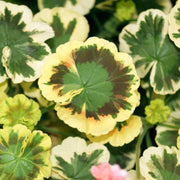 Mixed Variegated Geranium Seeds