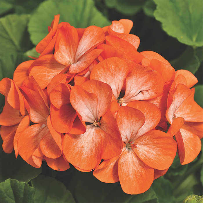 Orange Geranium Seeds