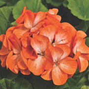 Orange Geranium Seeds