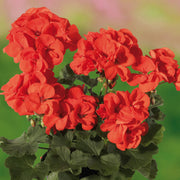 Orange Geranium Seeds