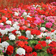 Pelargonium Geranium Seeds