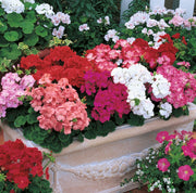 Pelargonium Geranium Seeds