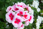 Pink White Geranium Seeds