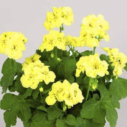 Yellow Japanese Geranium Seeds