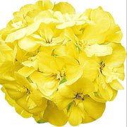Yellow Japanese Geranium Seeds
