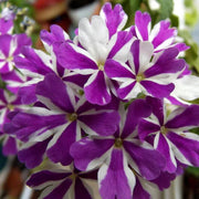 Purple & White Geranium Seeds