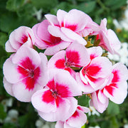 Geranium Seeds, Red & White