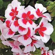 Geranium Seeds, Red & White