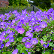 Geranium Seeds, Rozanne