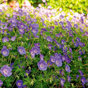 Geranium Seeds, Rozanne