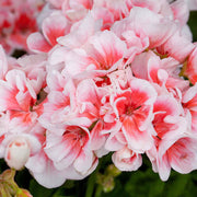 Geranium Seeds, Salmon & White