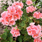 Geranium Seeds, Salmon & White