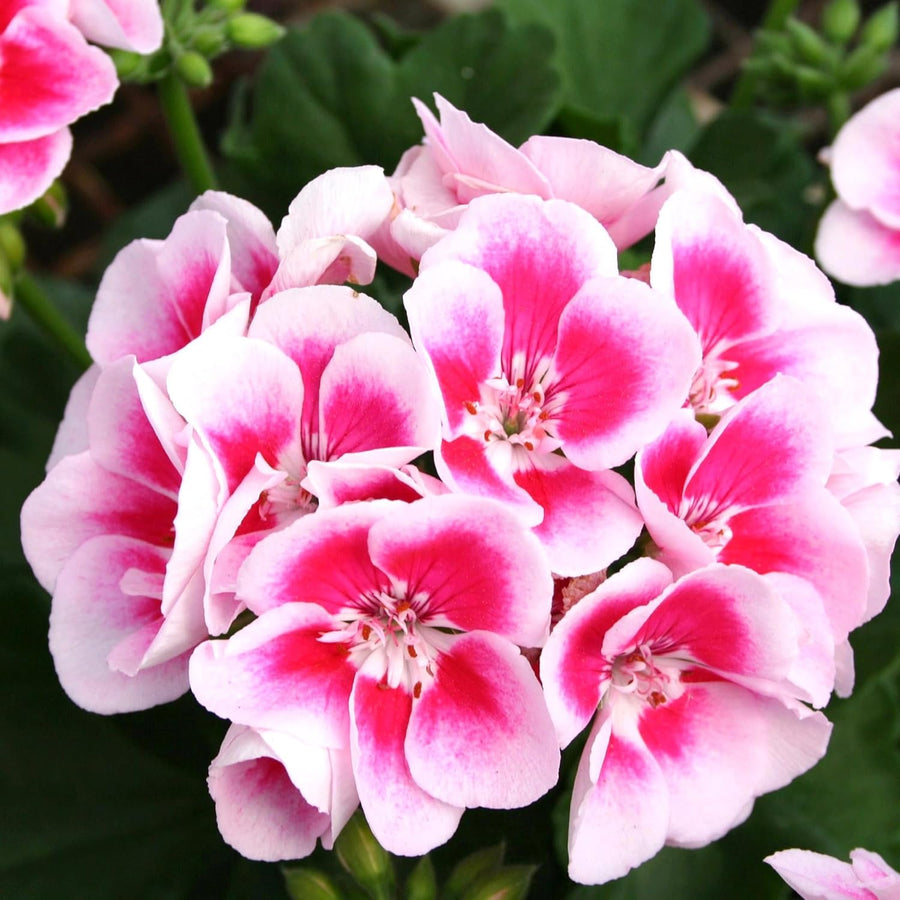 Geranium Seeds - for Home Gardens Seeds