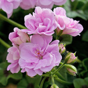 Geranium Seeds - for Home Gardens Seeds