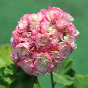 Apple Geranium Seeds