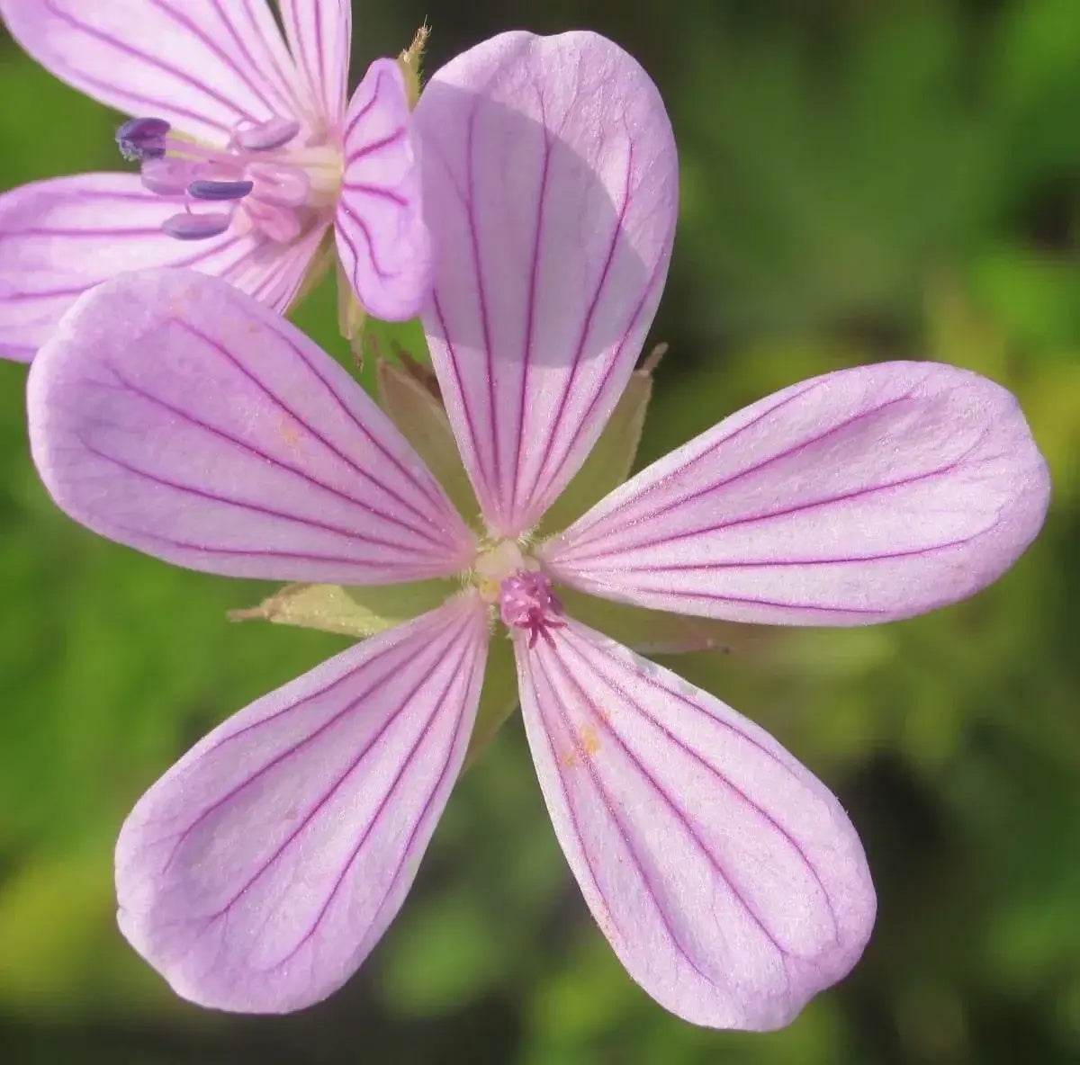 Asphodeloides Geranium Seeds