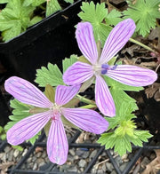 Asphodeloides Geranium Seeds