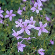 Asphodeloides Geranium Seeds