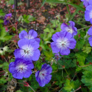 Blue Geranium Seeds