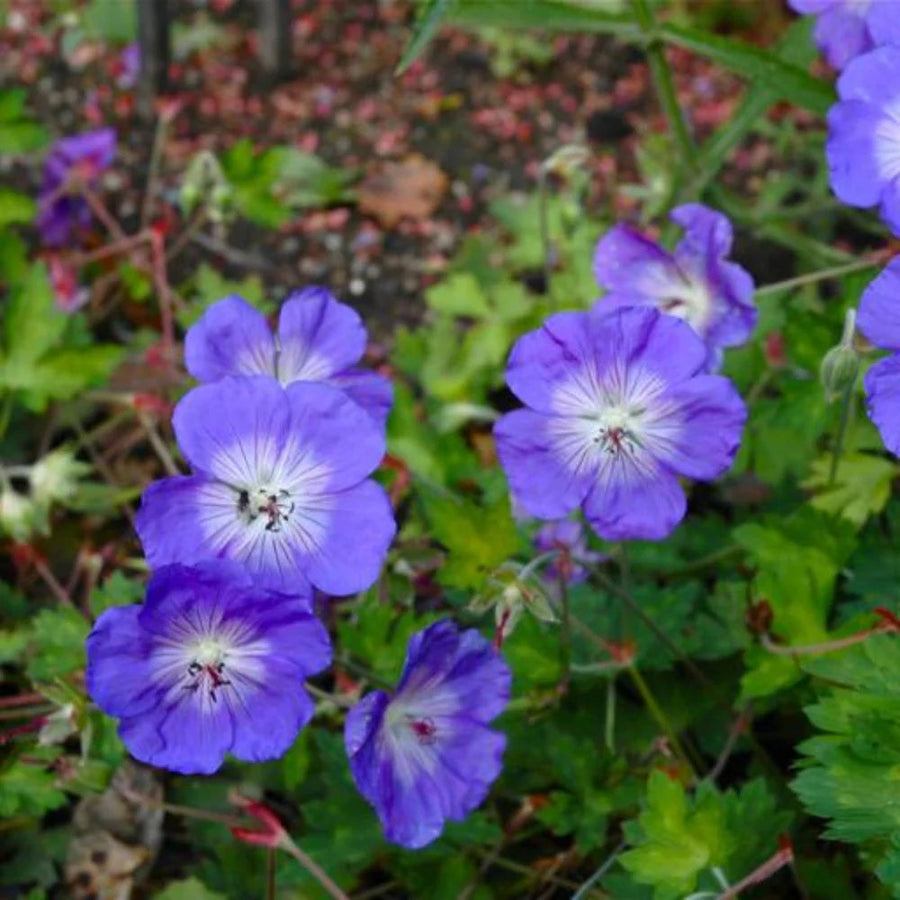 Blue Geranium Seeds