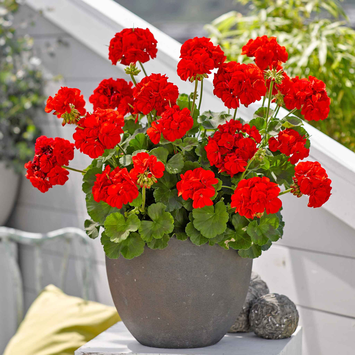 Geranium Seeds – Pelargonium × hortorum