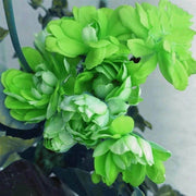 Green Geranium Seeds