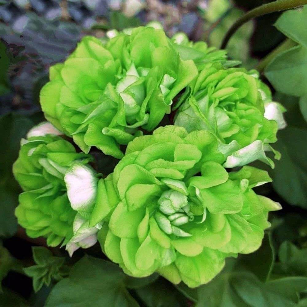 Green Geranium Seeds