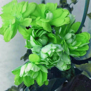 Green Geranium Seeds