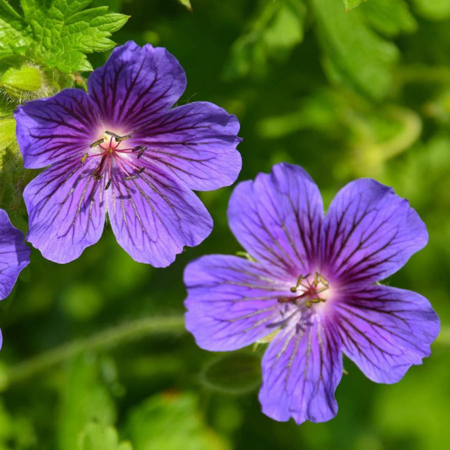 Hardy Cranesbill Geranium Seeds