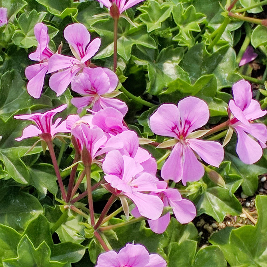 Ivy Geranium Seeds