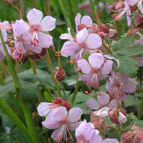 Macrorrhizum Geranium Seeds