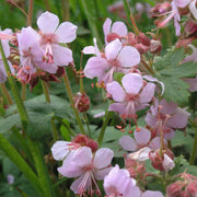Macrorrhizum Geranium Seeds
