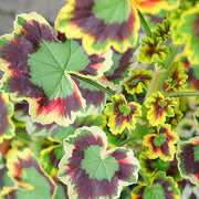 Mixed Variegated Geranium Seeds