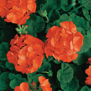 Orange Geranium Seeds