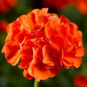 Orange Geranium Seeds
