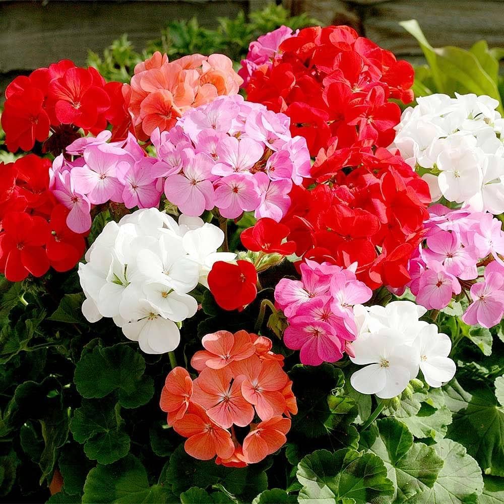Pelargonium Geranium Seeds