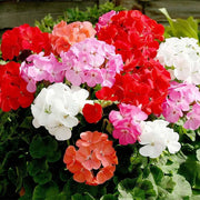 Pelargonium Geranium Seeds