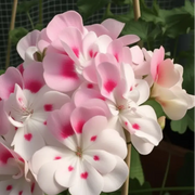 Pink White Geranium Seeds