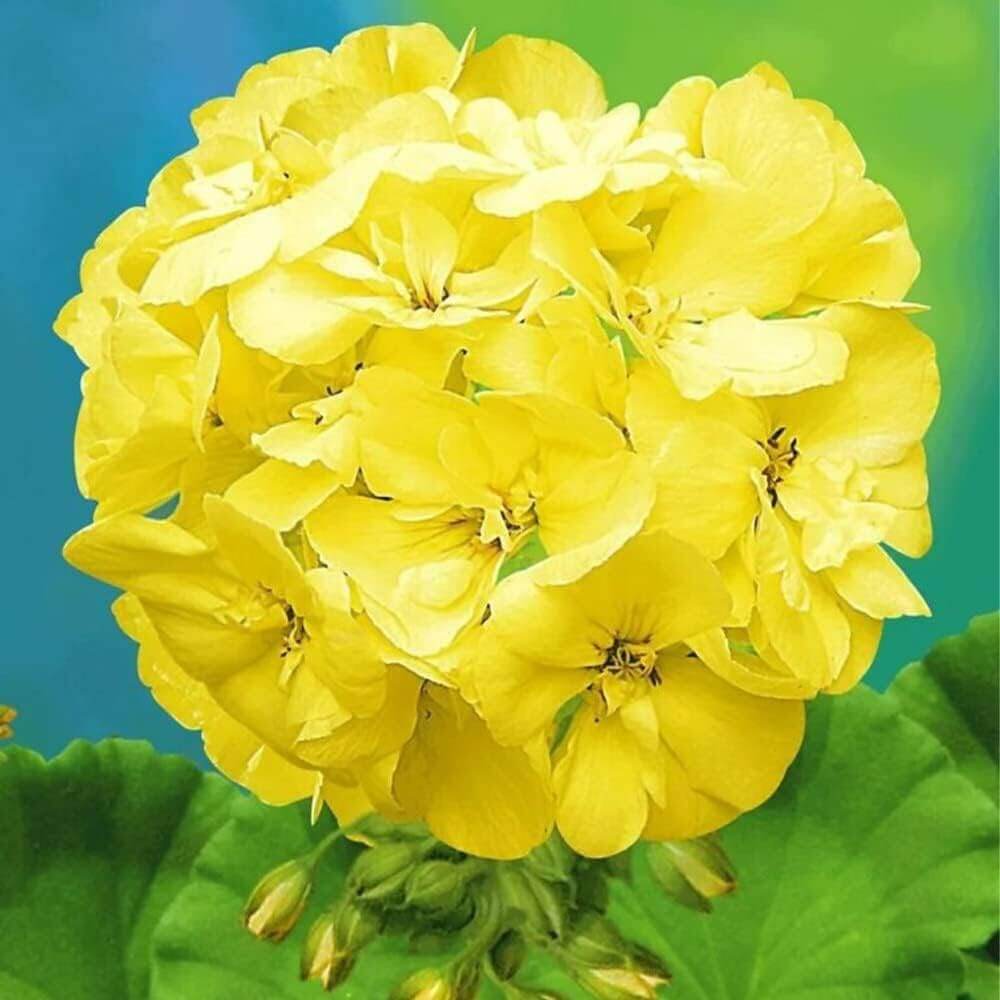 Yellow Japanese Geranium Seeds