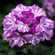 Purple & White Geranium Seeds