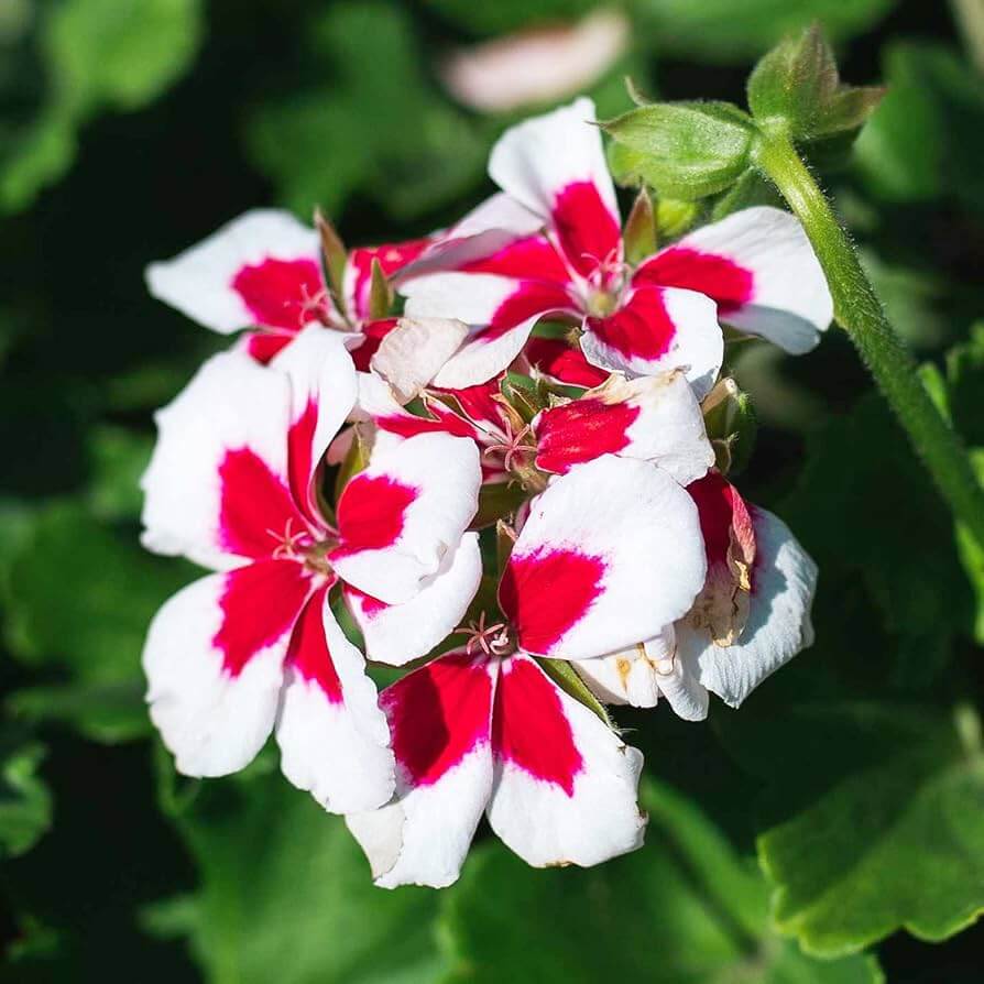 Geranium Seeds, Red & White