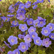 Geranium Seeds, Rozanne