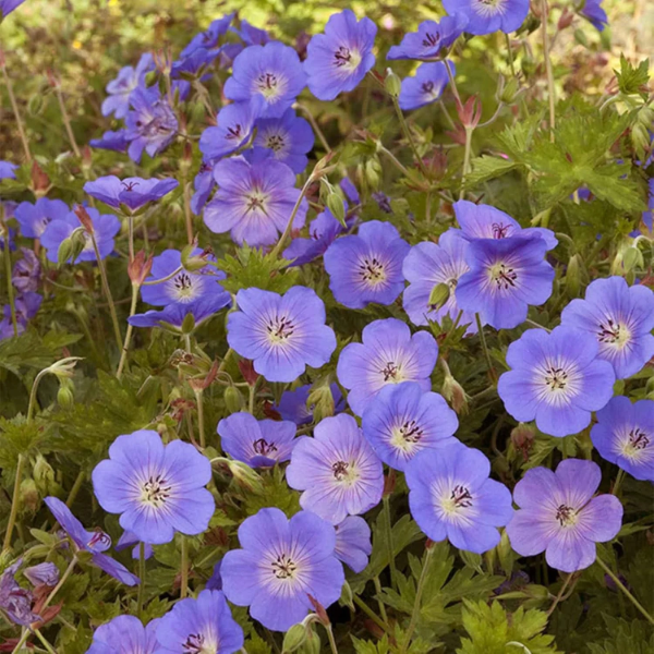 Geranium Seeds, Rozanne