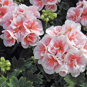 Geranium Seeds, Salmon & White