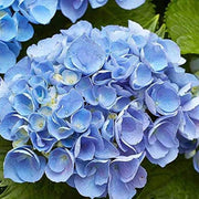 Sky Blue Green Geranium Seeds